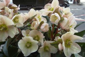 blumen-boehning-koenigstein-jederzeit-10.jpg