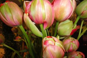 blumen-boehning-koenigstein-jederzeit-6.jpg