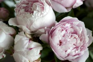 blumen-boehning-königstein-39.jpg